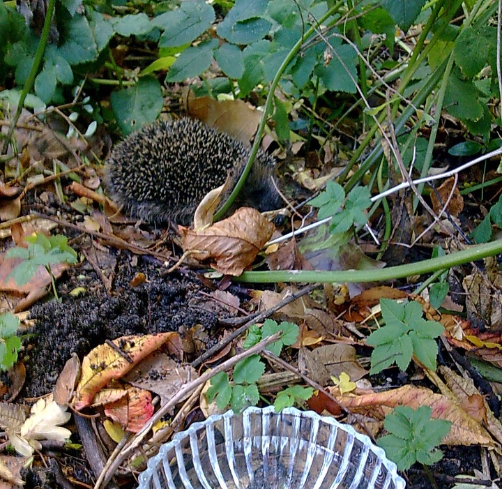 Pindsvin i haven Pindsvin i haven